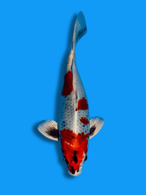 Short Body Beni Ginga | Koi&Co.